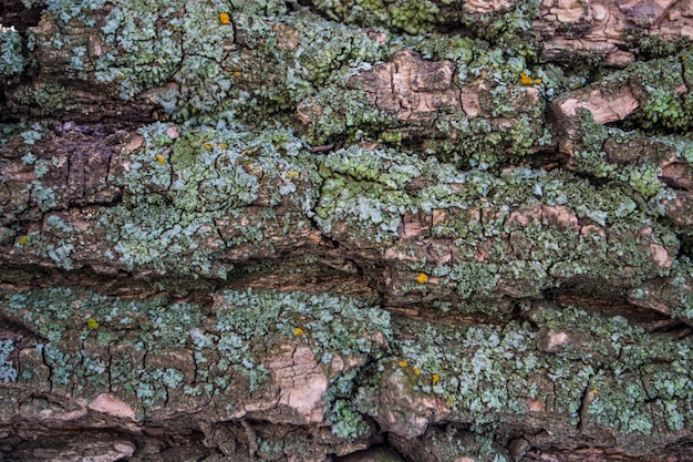 Muschio e lichene multicolori sulla quercia di legno del tronco della corteccia