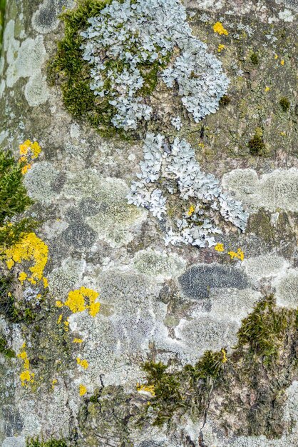 muschio e lichene sulla corteccia degli alberi