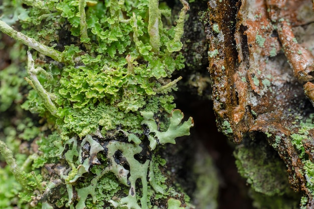 Muschio e licheni sulla corteccia di albero Muschio che cresce in un tronco di albero Muschio e licheni su un vecchio ramo