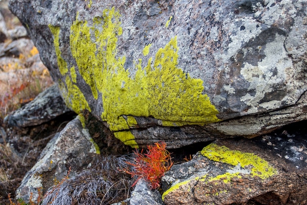 Muschio naturale verde sui massi nella steppa