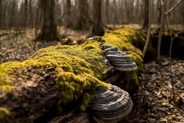 Muschio nella foresta sul legno