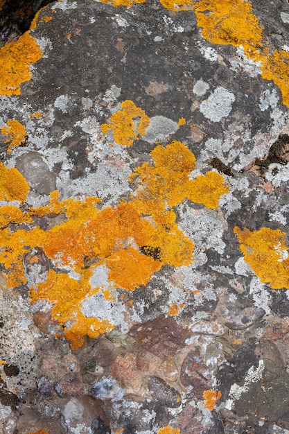 Muschio o lichene arancione e grigio sulle rocce. Immagine verticale.