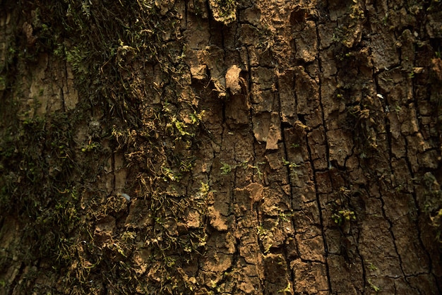 Muschio su pietra in natura