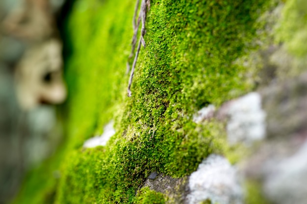 Muschio su uno sfondo di albero