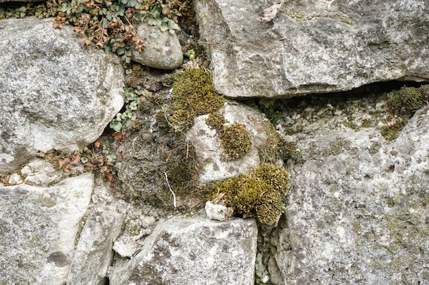 Muschio sul primo piano dell'ambiente naturale del fondo di pietra