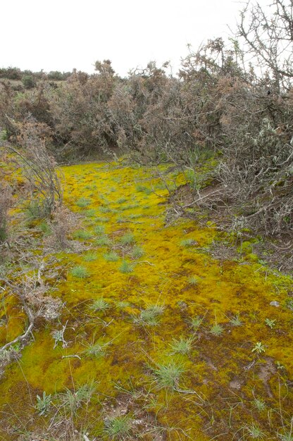 Muschio sul terreno umido in un ambiente semidesertico Penisola Valdes Patagonia Argentina