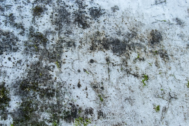 Muschio sul vecchio pavimento di cemento