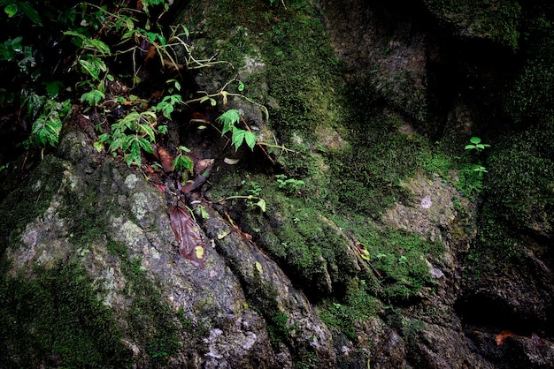 Muschio sulla roccia nella foresta