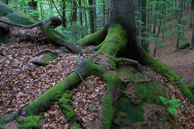 Muschio sulle radici degli alberi