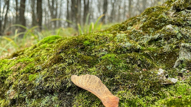 Muschio verde a terra nella foresta