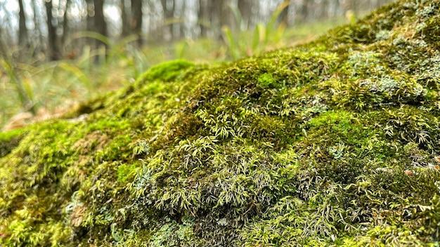 Muschio verde a terra nella foresta