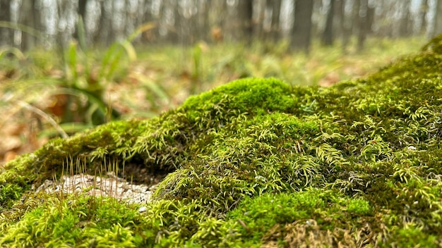 Muschio verde a terra nella foresta