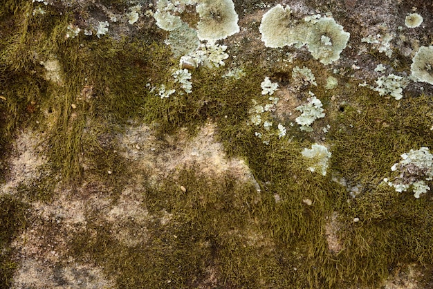 Muschio verde e muffa su struttura e fondo