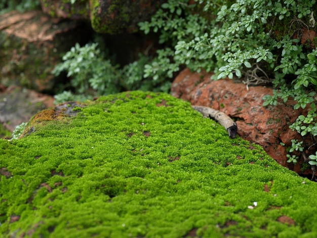 Muschio verde in natura