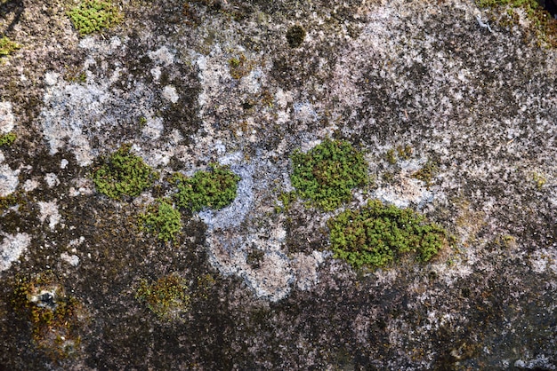 Muschio verde in natura