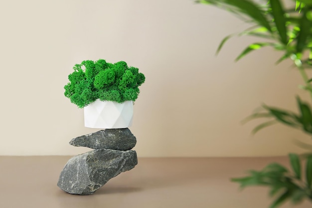 Muschio verde in una pentola su un podio fatto di pietre