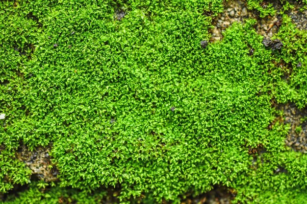 Muschio verde isolato su sfondo bianco