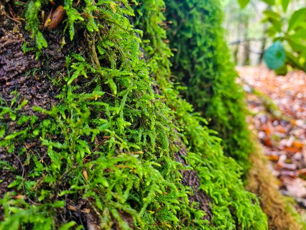 Muschio verde lungo e spesso sugli alberi in una foresta di montagna