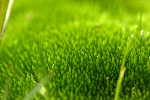 Muschio verde nel campo fangoso Sfondo