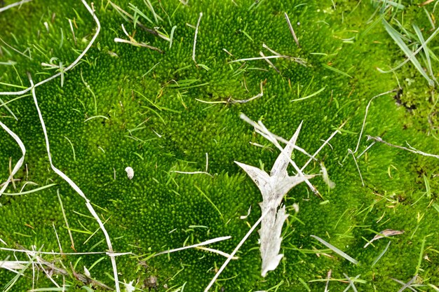 Muschio verde nel campo fangoso Sfondo