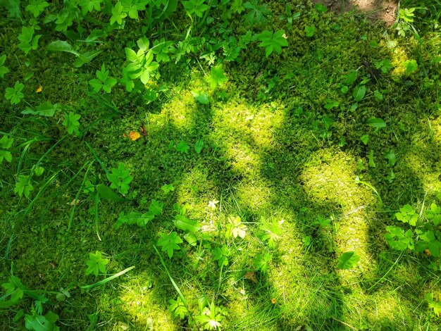 Muschio verde nella foresta nella soleggiata giornata estiva.