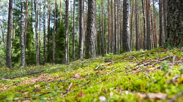 Muschio verde nella foresta russa di estate