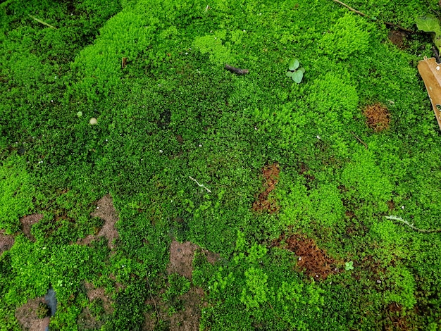 Muschio verde ricoperto sulla pietra