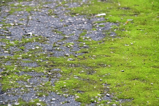 Muschio verde su asfalto primo piano sullo sfondo