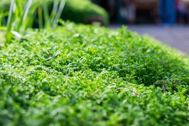 Muschio verde su pietra