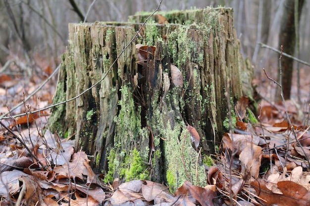 Muschio verde su un ceppo nella foresta