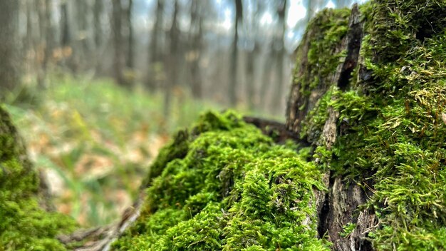 Muschio verde su un ceppo nella foresta