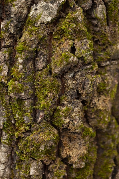 Muschio verde su una corteccia di albero, fondo di struttura del muschio naturale