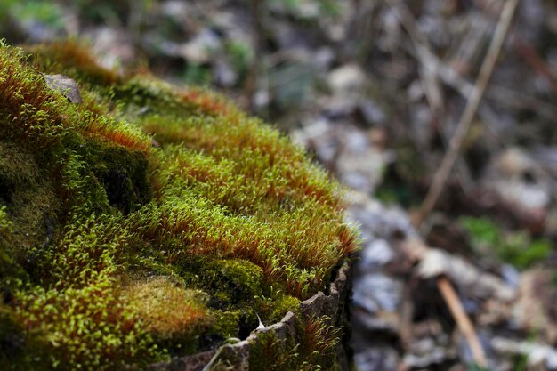 muschio verde sul ceppo di albero nella foresta