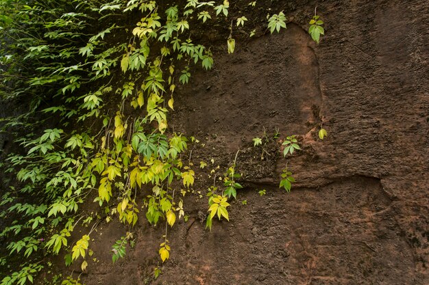 Muschio verde sul vecchio muro