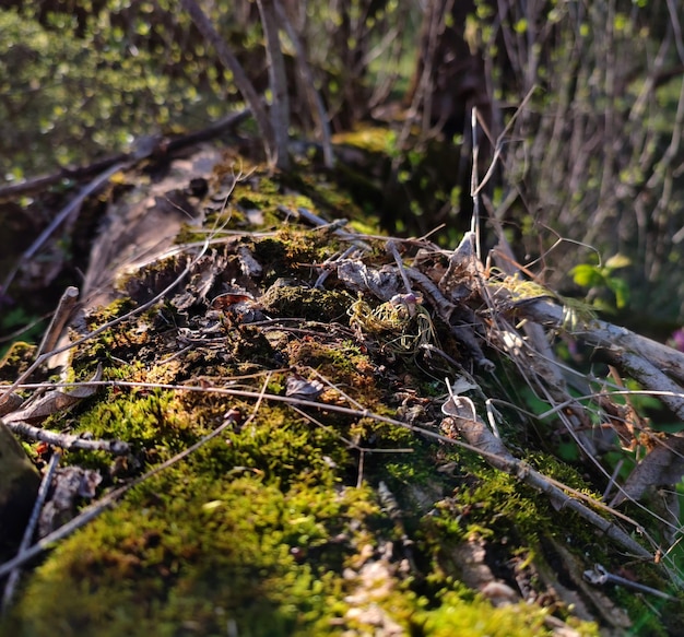 muschio verde sulla corteccia di un vecchio albero nella foresta