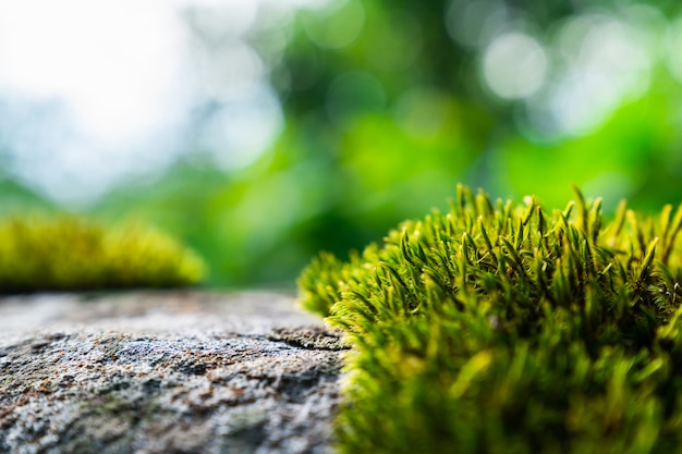 Muschio verde sulla natura per lo sfondo