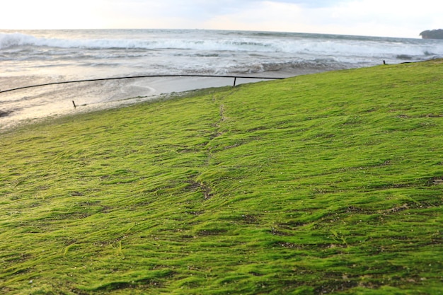 muschio verde sulla spiaggia. con vista sull'alba e le onde del mare