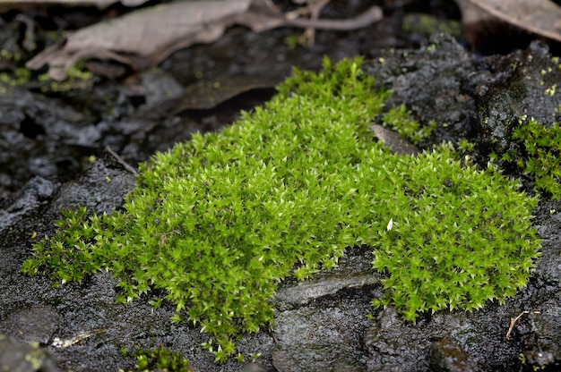 Muschio verde