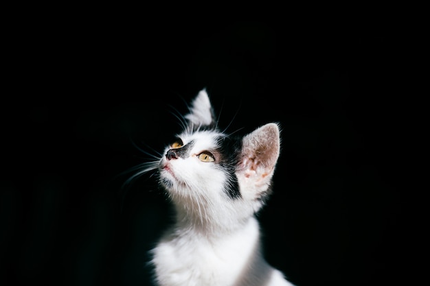 Museruola bella gattino su sfondo nero.