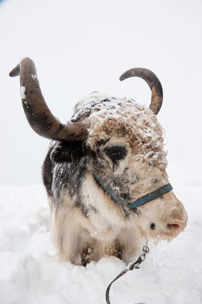 Museruola di bisonte nella neve primo piano animale in piedi ginocchio in corna taglienti del cablaggio della neve