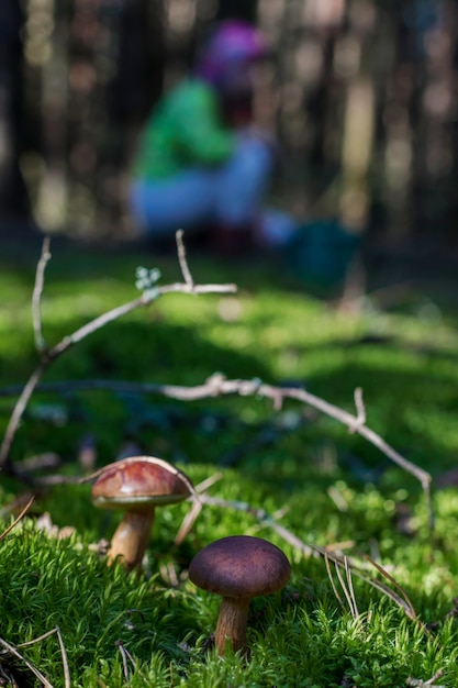 Mushrooming nella foresta.