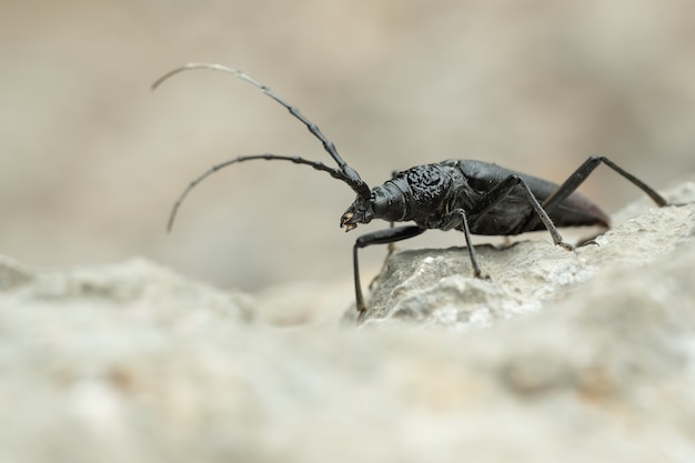 Musk beetle (Aromia moschata) seduto su una roccia