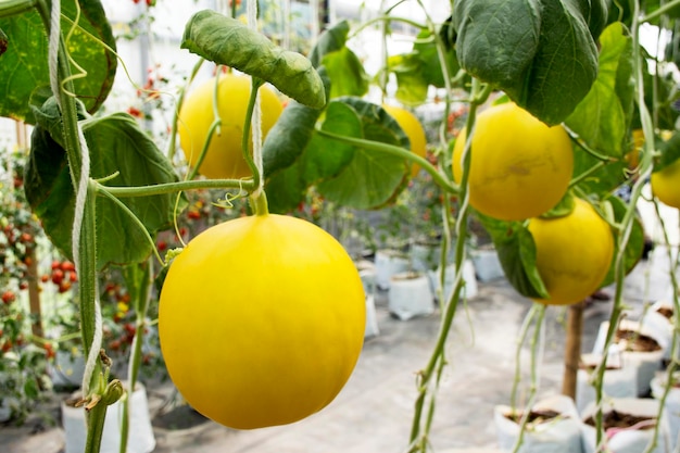 Muskmelon o Cucumis melo pianta nel giardino della fattoria delle piantagioni agricole in campagna a Nonthaburi Thailandia