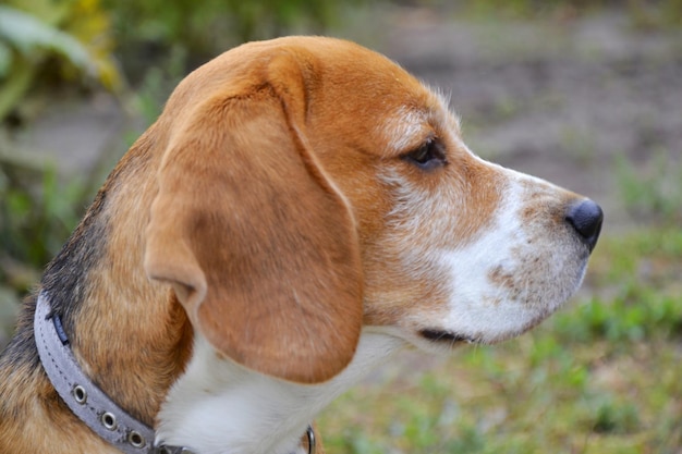 Muso di beagle di profilo