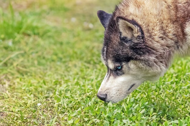 muso di bellissimo cane husky lanuginoso in prato, primo piano