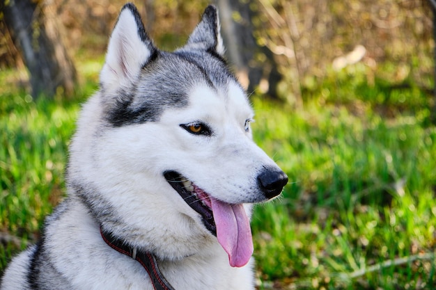 Muso di colore grigio cane di razza Siberian Husky con la lingua fuori.