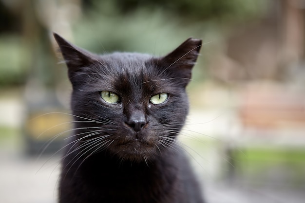 Muso di gatto randagio meticcio nero con orecchio strappato.