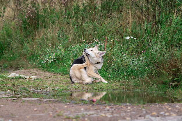 Muso di graffio di cane focalizzato in natura. Giornata nuvolosa