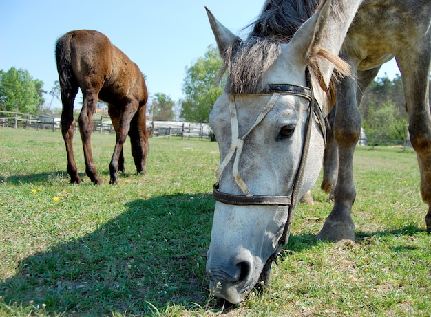 Muso di un cavallo che mangia maneggio d'erba estate