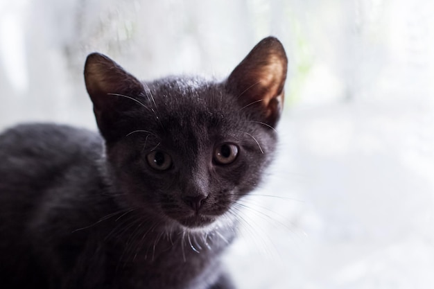 Muso di un gattino grigio su sfondo di luce da una finestra